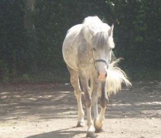  Pony school y caballos 